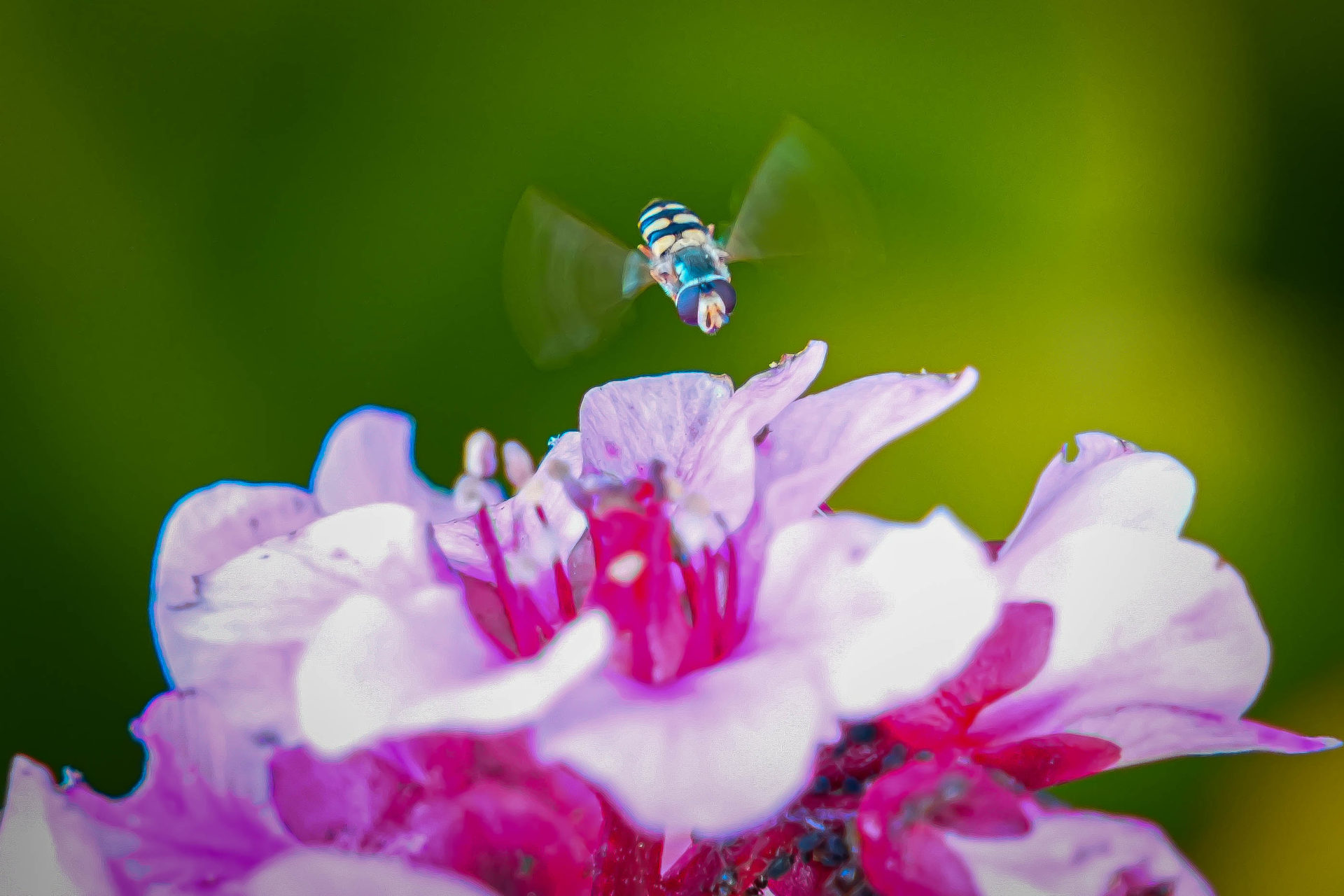 Makro-Aufnahmen Insekten