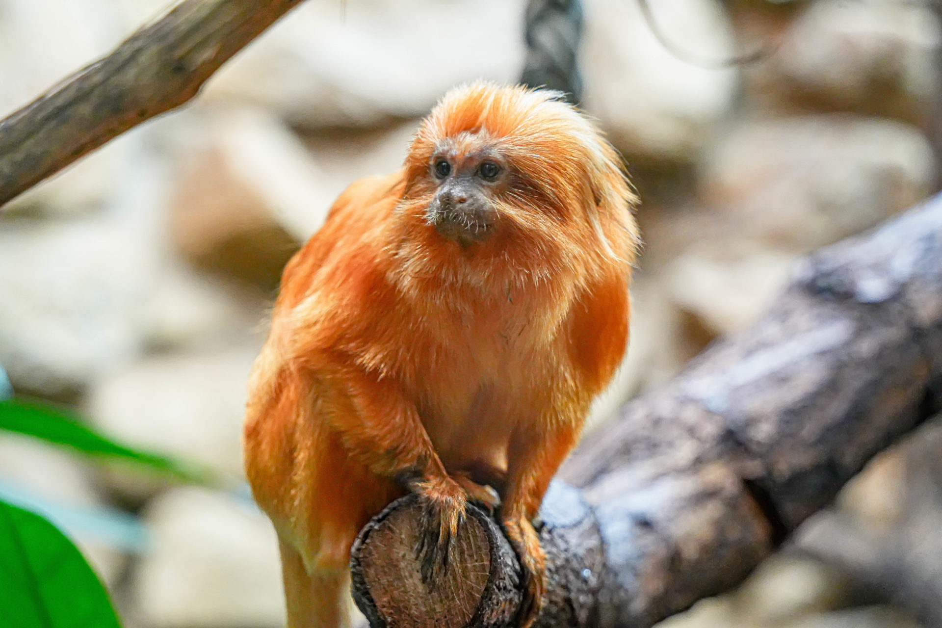 Bilder aus dem Allwetter-Zoo Münster