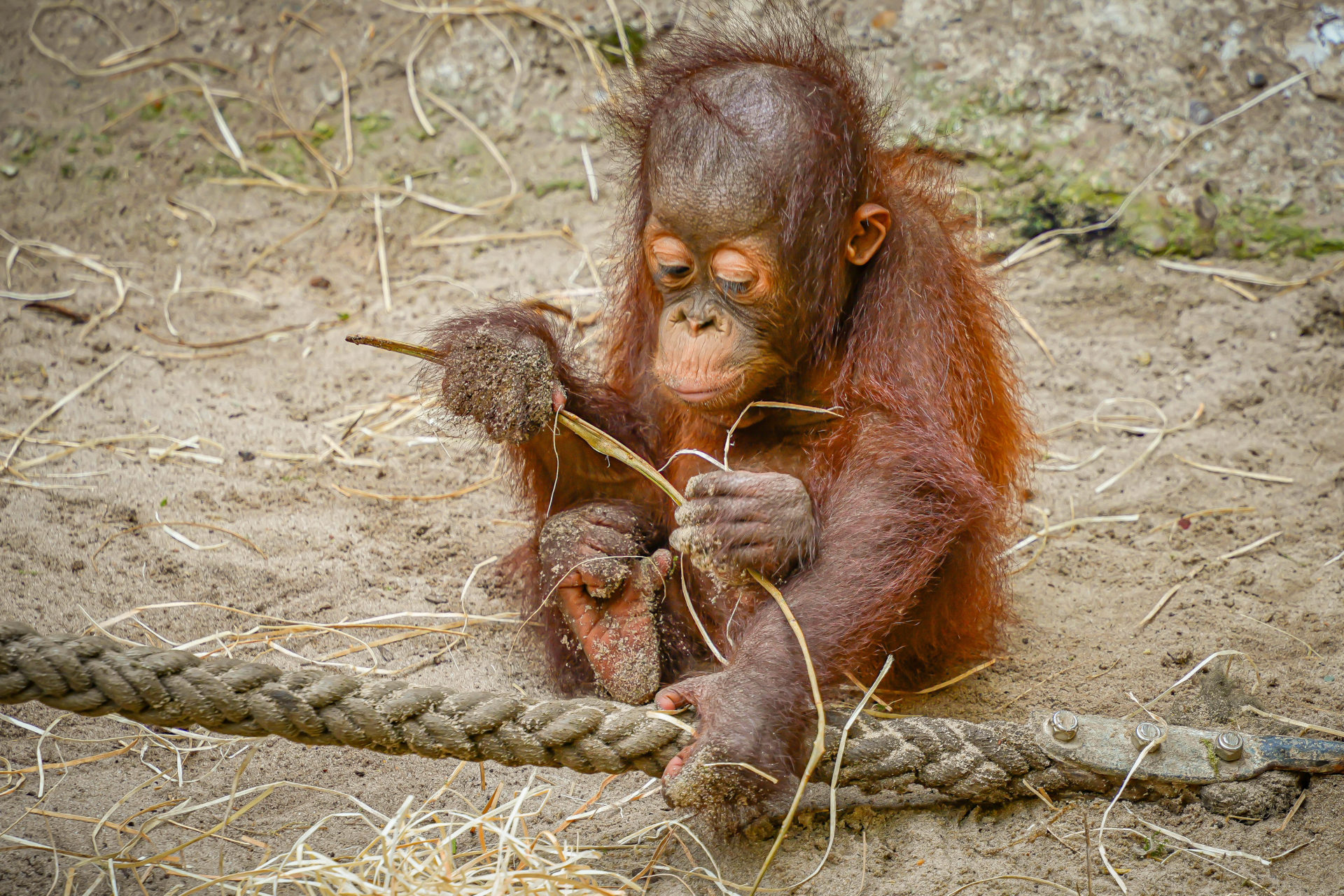 Bilder aus dem Allwetter-Zoo Münster