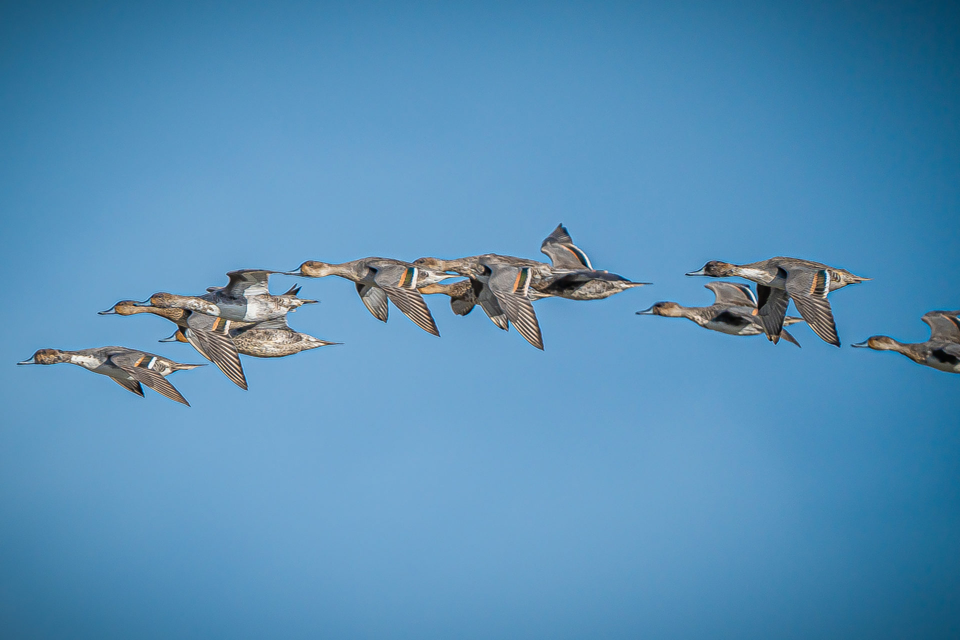 Vogel-Beobachtung in den Salzwiesen Cuxhavens